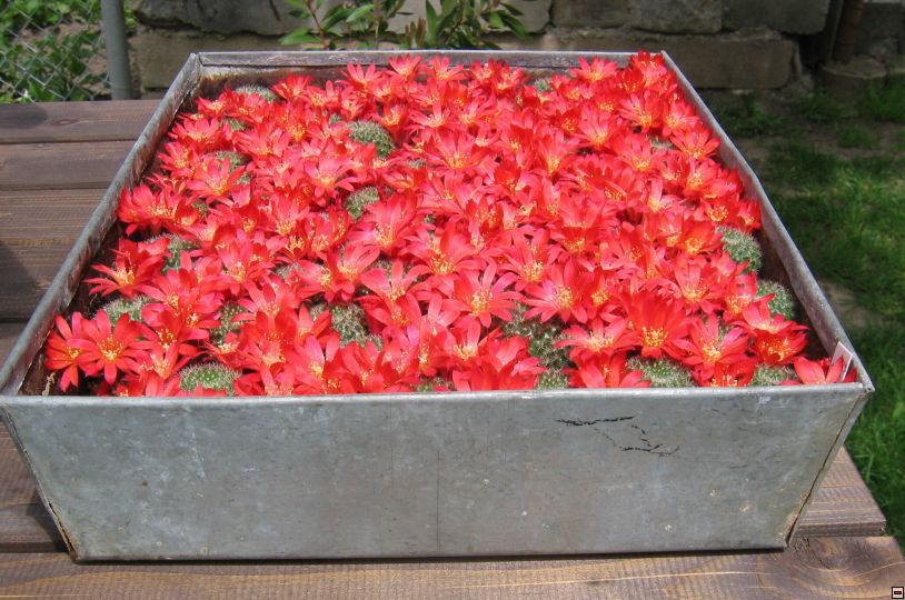 Rebutia xanthocatpha miska.jpg